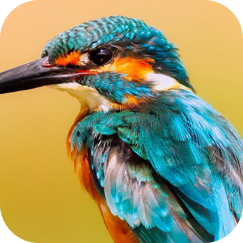 Azure Kingfisher