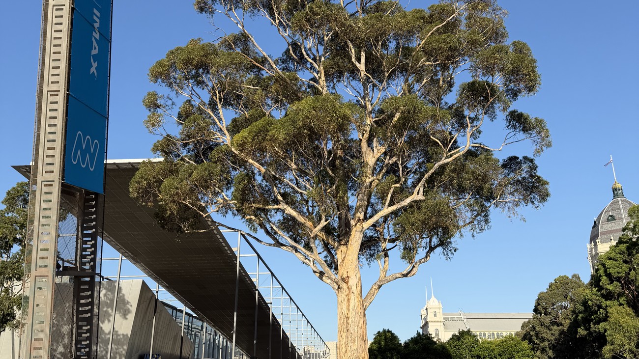 Melbourne Museum and the heritage gum tree, Carlton Gardens
